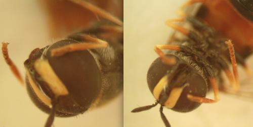 Paragus sp.